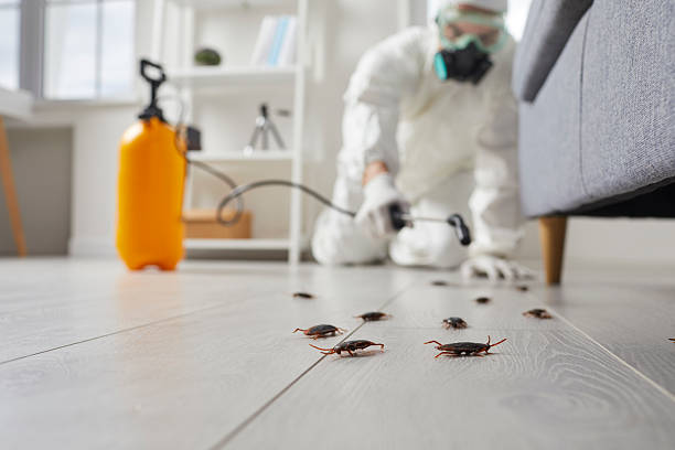 Commercial Kitchen Cockroach Control in Lorton